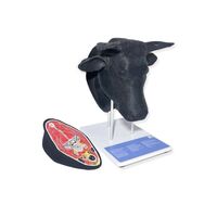 Тренажер «Голова КРС с ушами для биркования»