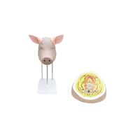 Тренажер Голова свиньи с ушами и топографией анатомических слоев