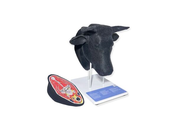 Тренажер «Голова КРС с ушами для биркования»