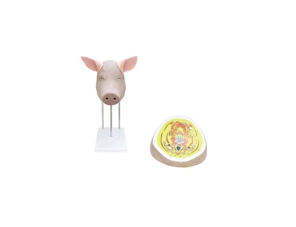 Тренажер Голова свиньи с ушами и топографией анатомических слоев